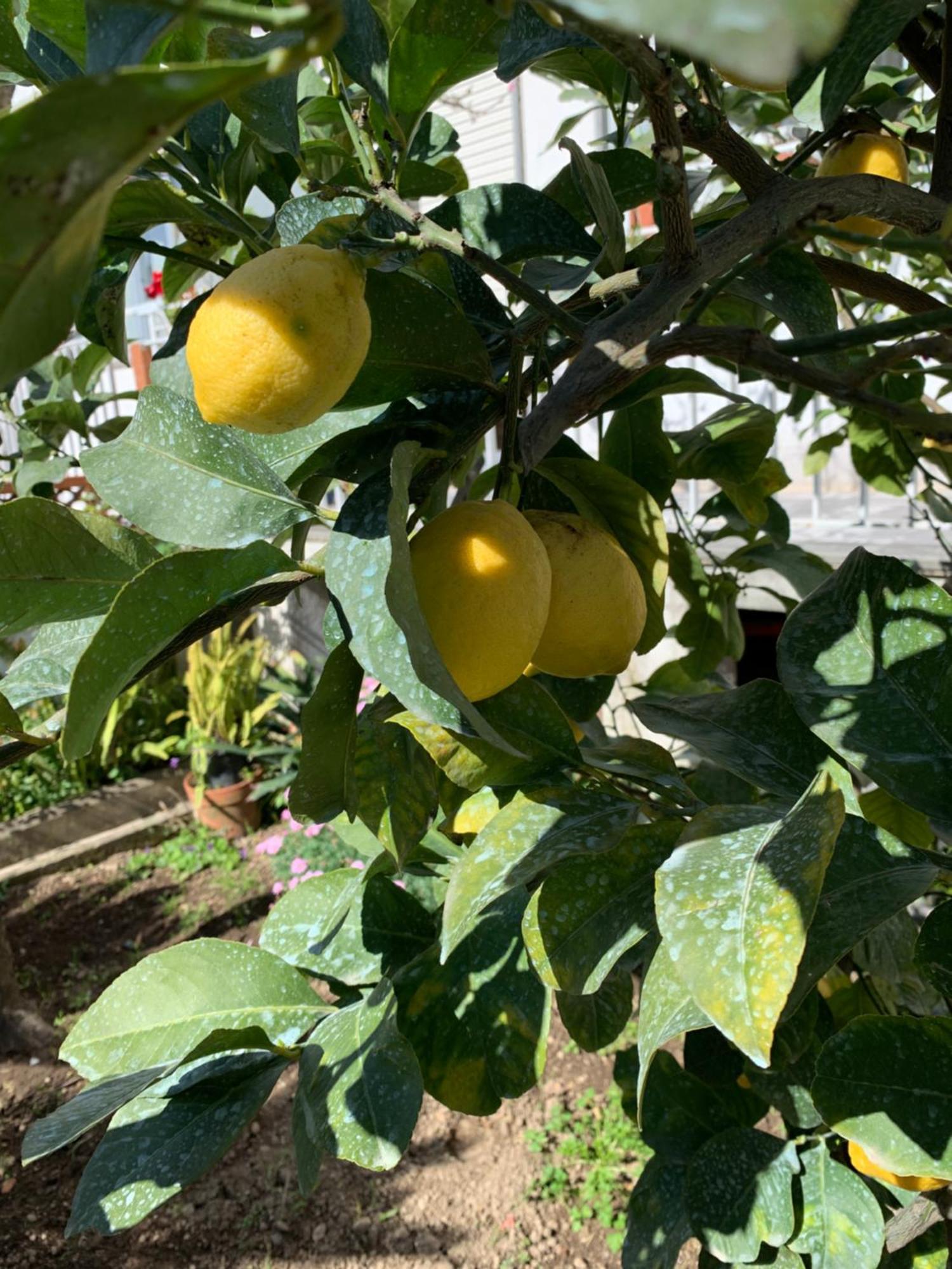 פיאנו די סורנטו Itaca B&B מראה חיצוני תמונה